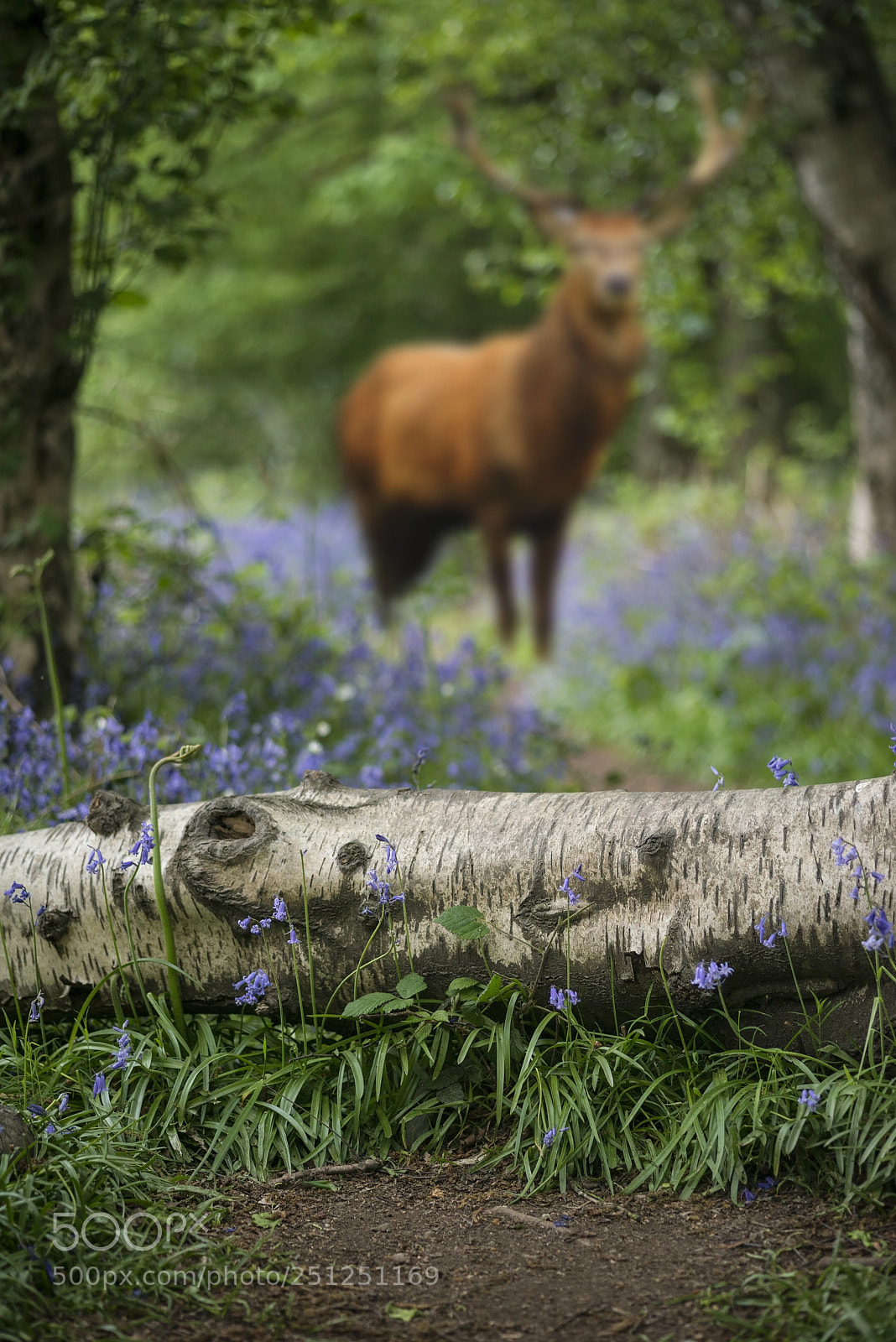 Nikon D800 sample photo. Red deer stag in photography