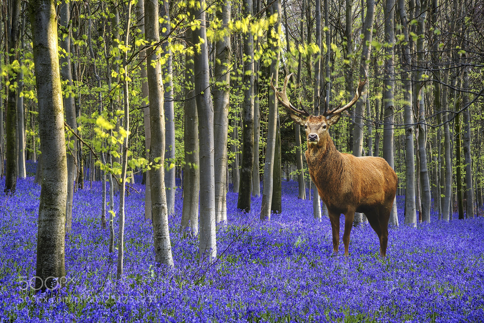 Nikon D600 sample photo. Colorful vibrant bluebell landscape photography
