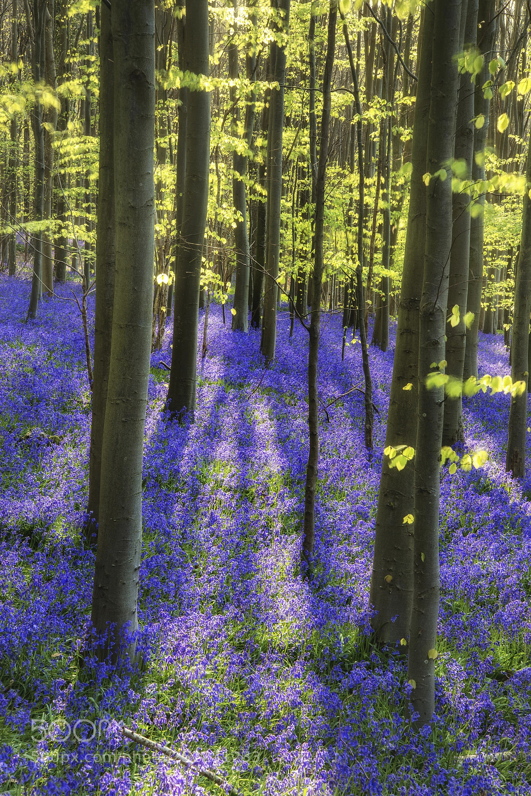 Nikon D600 sample photo. Sun beams through beech photography