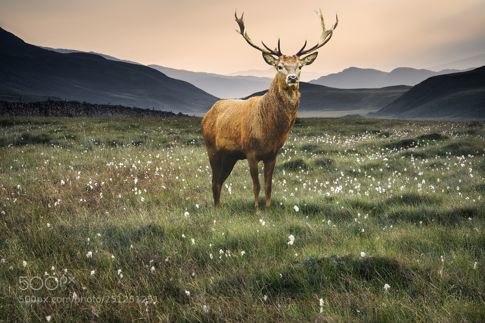 Nikon D600 sample photo. Landscape view along countryside photography