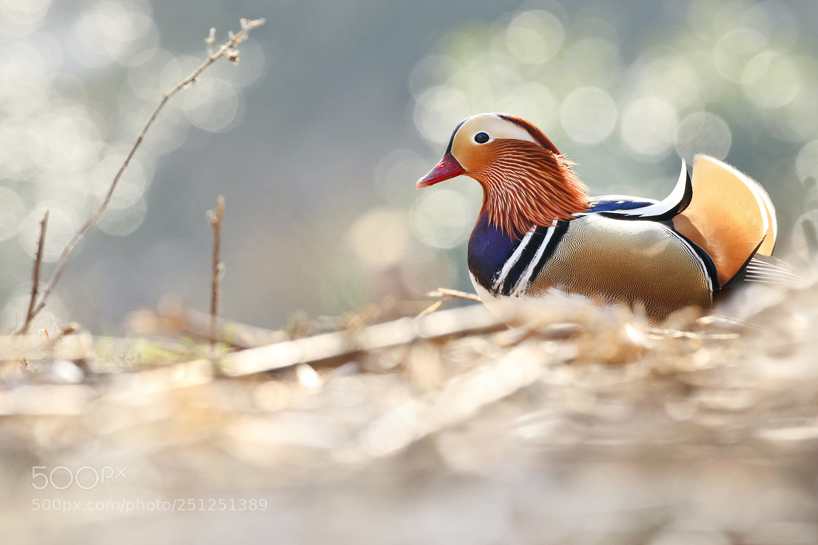 Canon EOS 7D Mark II sample photo. Mandarin duck photography