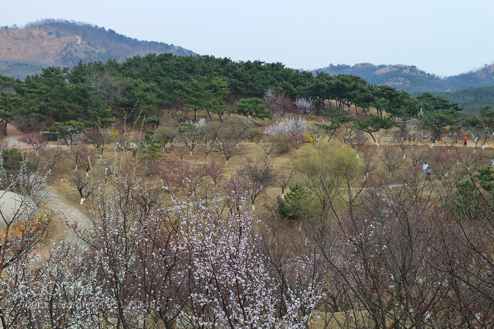 Canon EOS 70D sample photo. Plum blossom photography