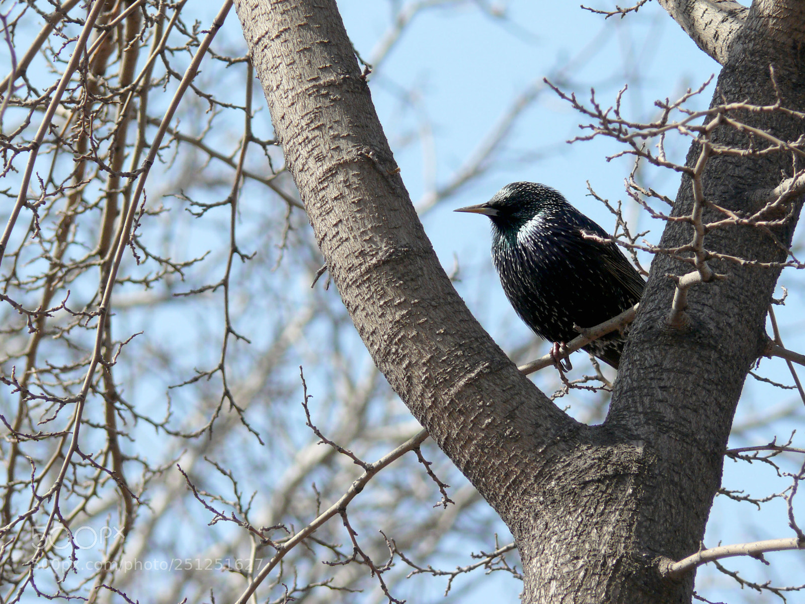 Panasonic DMC-FZ50 sample photo. Starlings brought spring photography