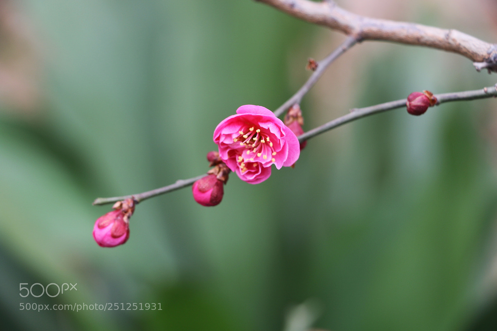 Canon EOS 70D sample photo. Plum blossom photography