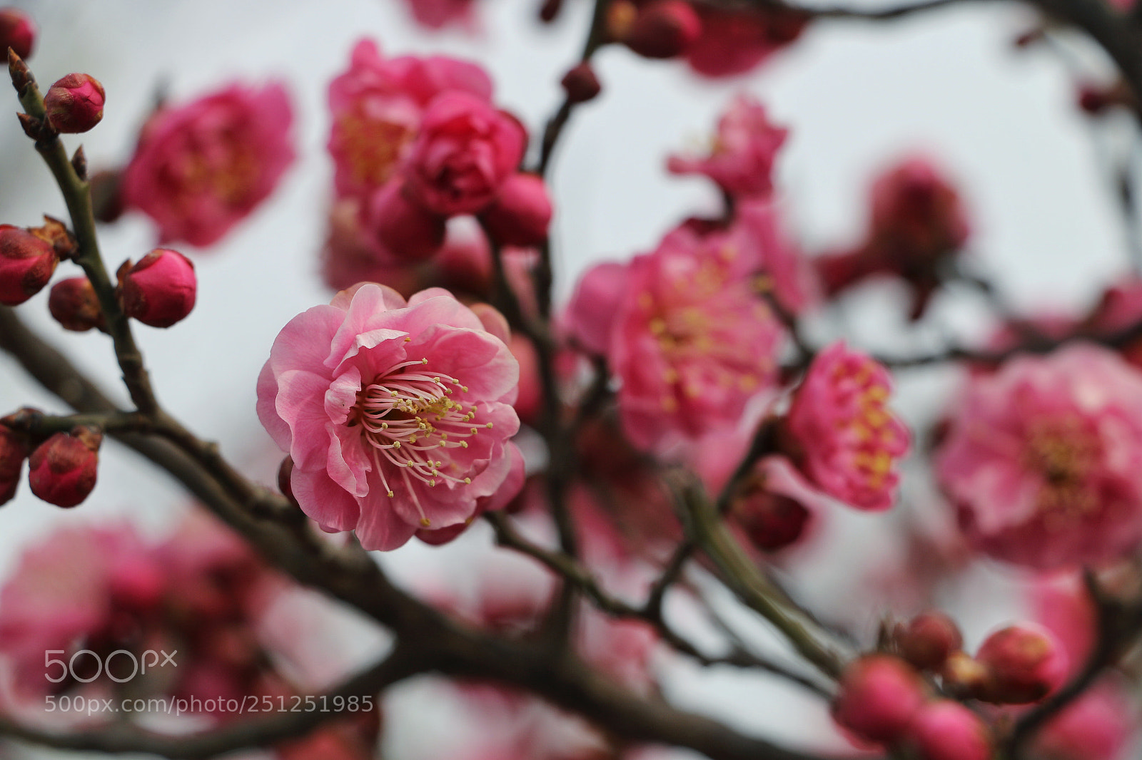 Canon EOS 70D sample photo. Plum blossom photography
