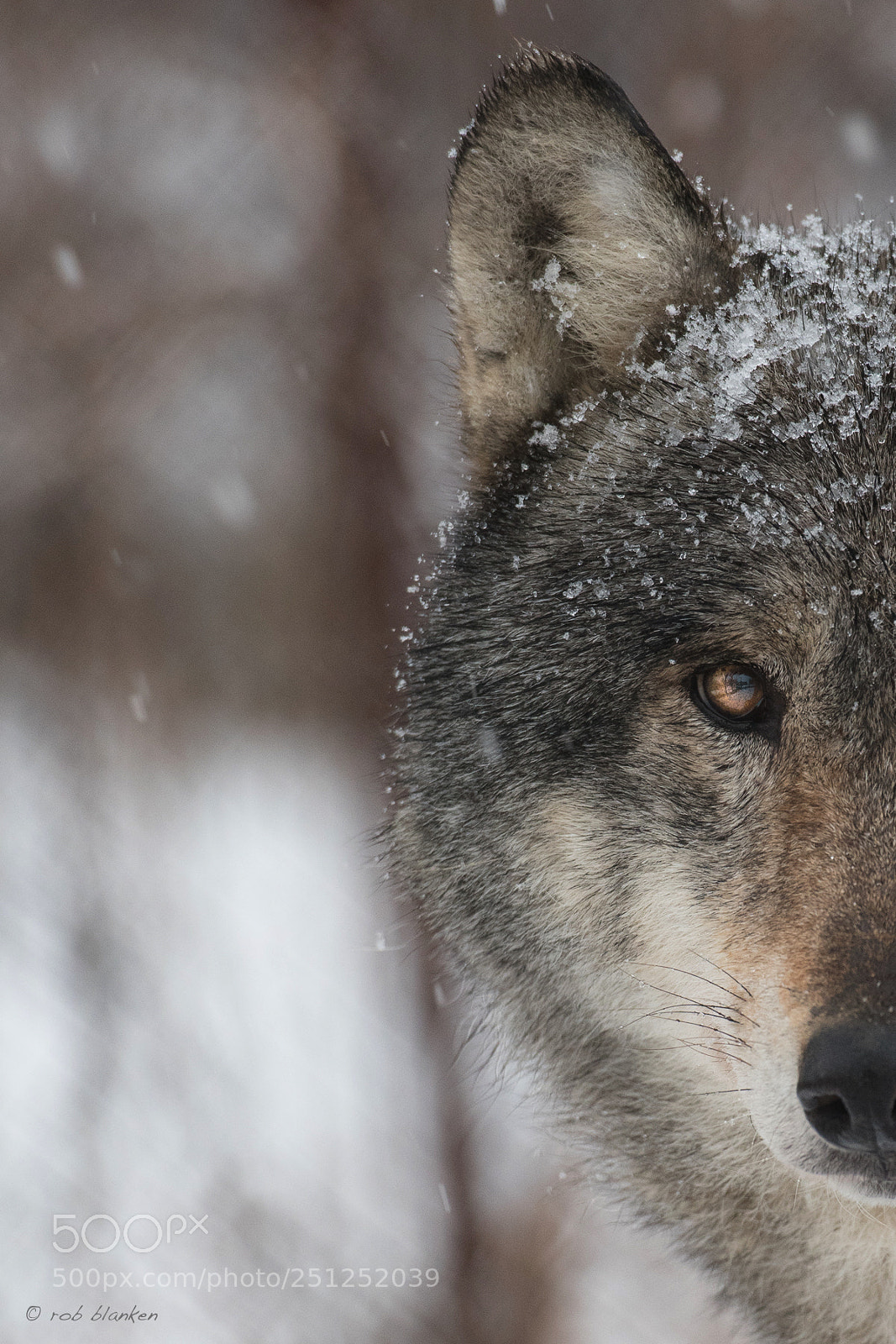 Nikon D500 sample photo. Gray wolf (4) photography