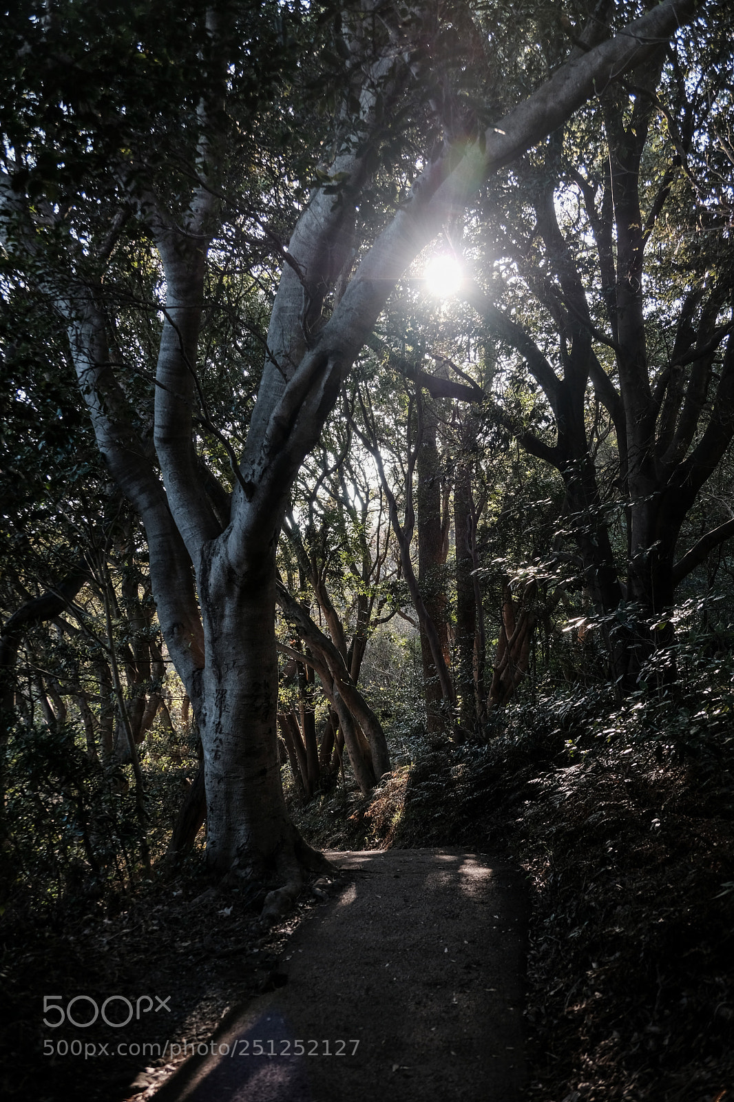 Fujifilm X-Pro2 sample photo. Forest walk photography