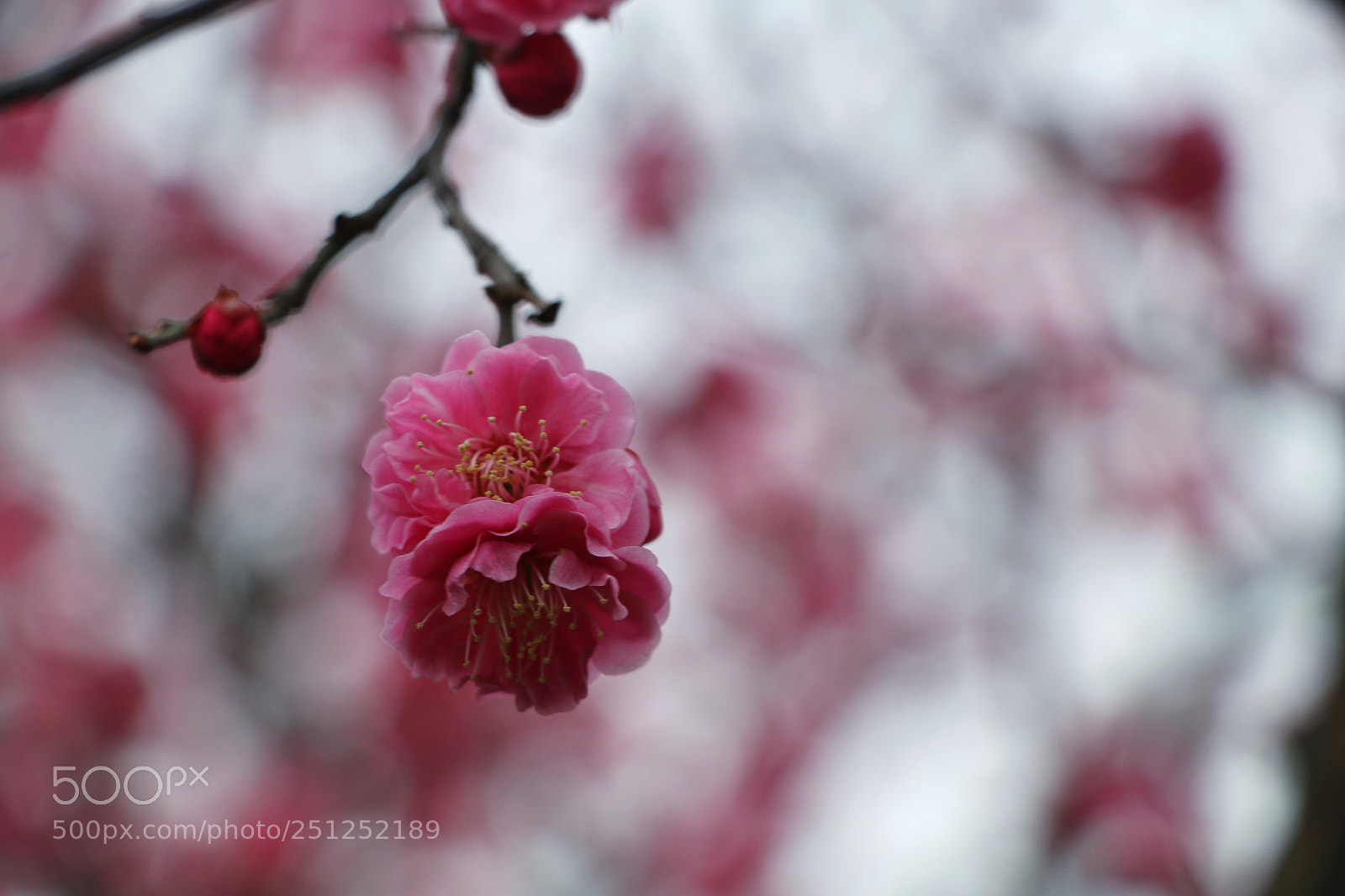 Canon EOS 70D sample photo. Plum blossom photography