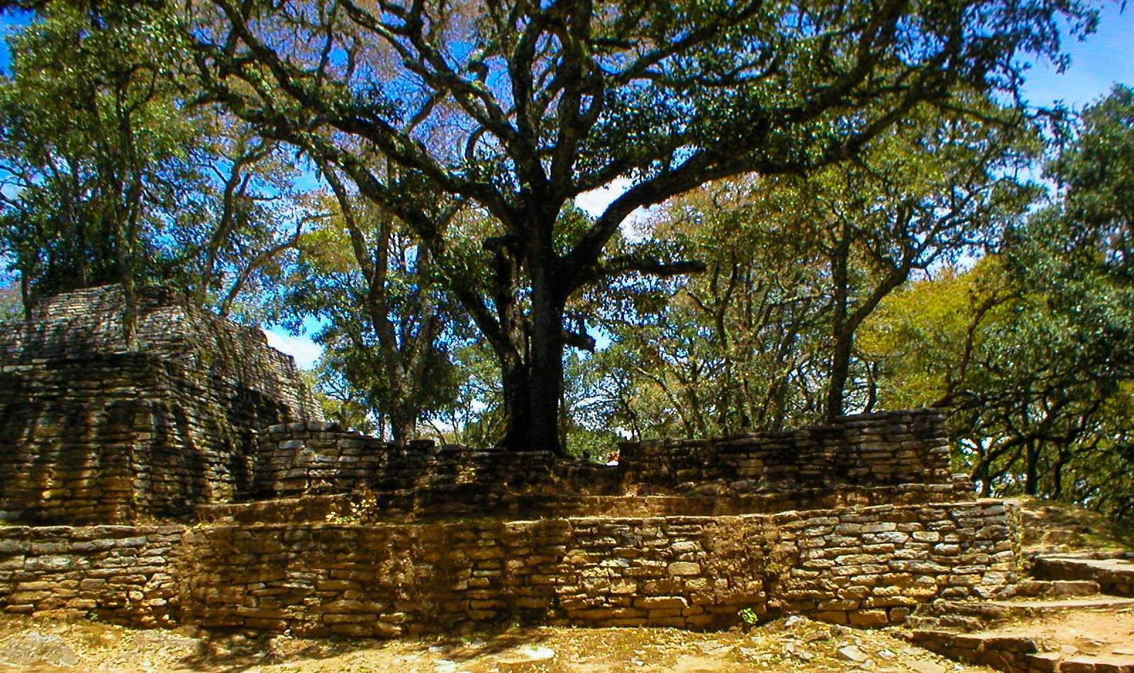 Olympus C120,D380 sample photo. Big tree  photography