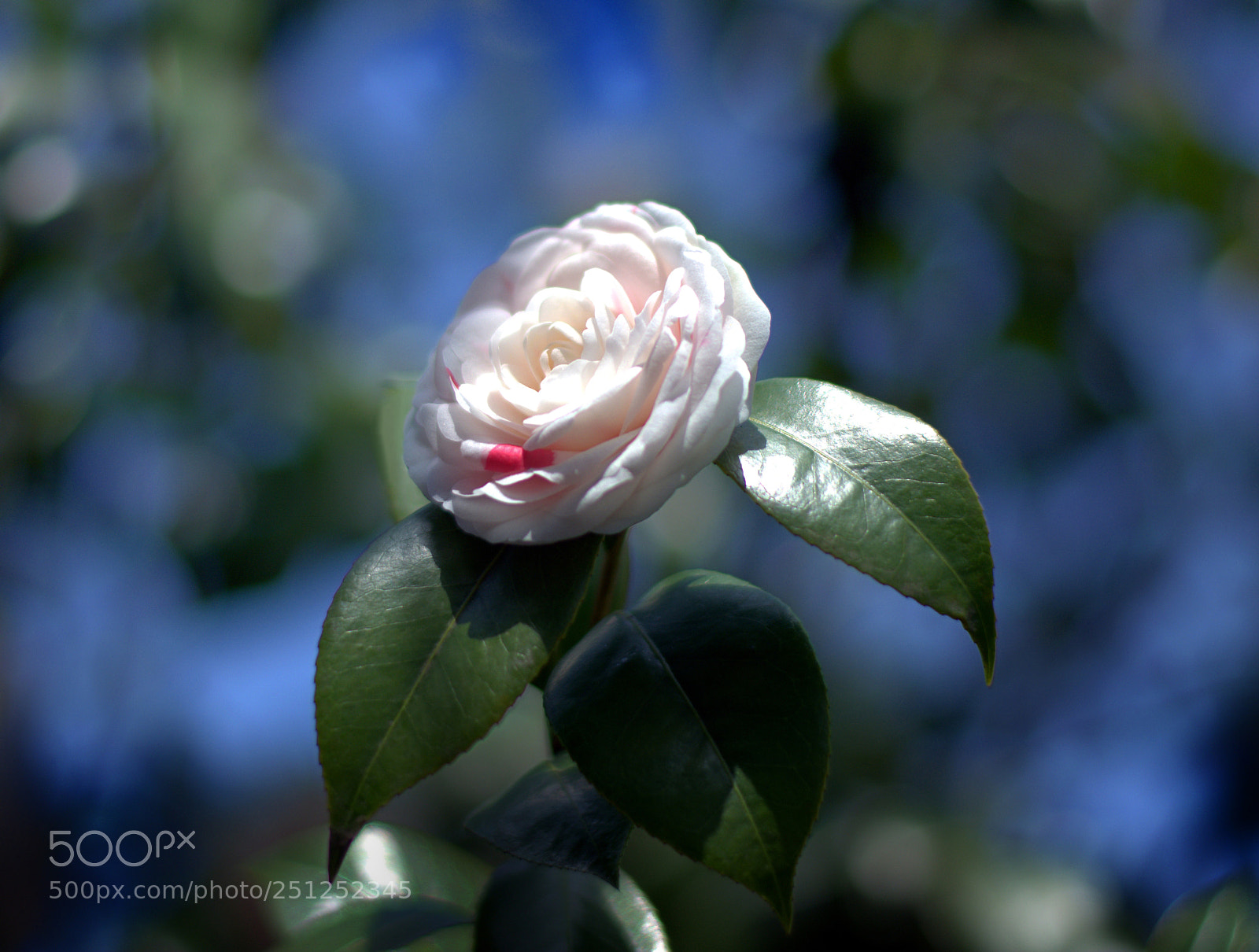 Nikon D7100 sample photo. Camellia photography