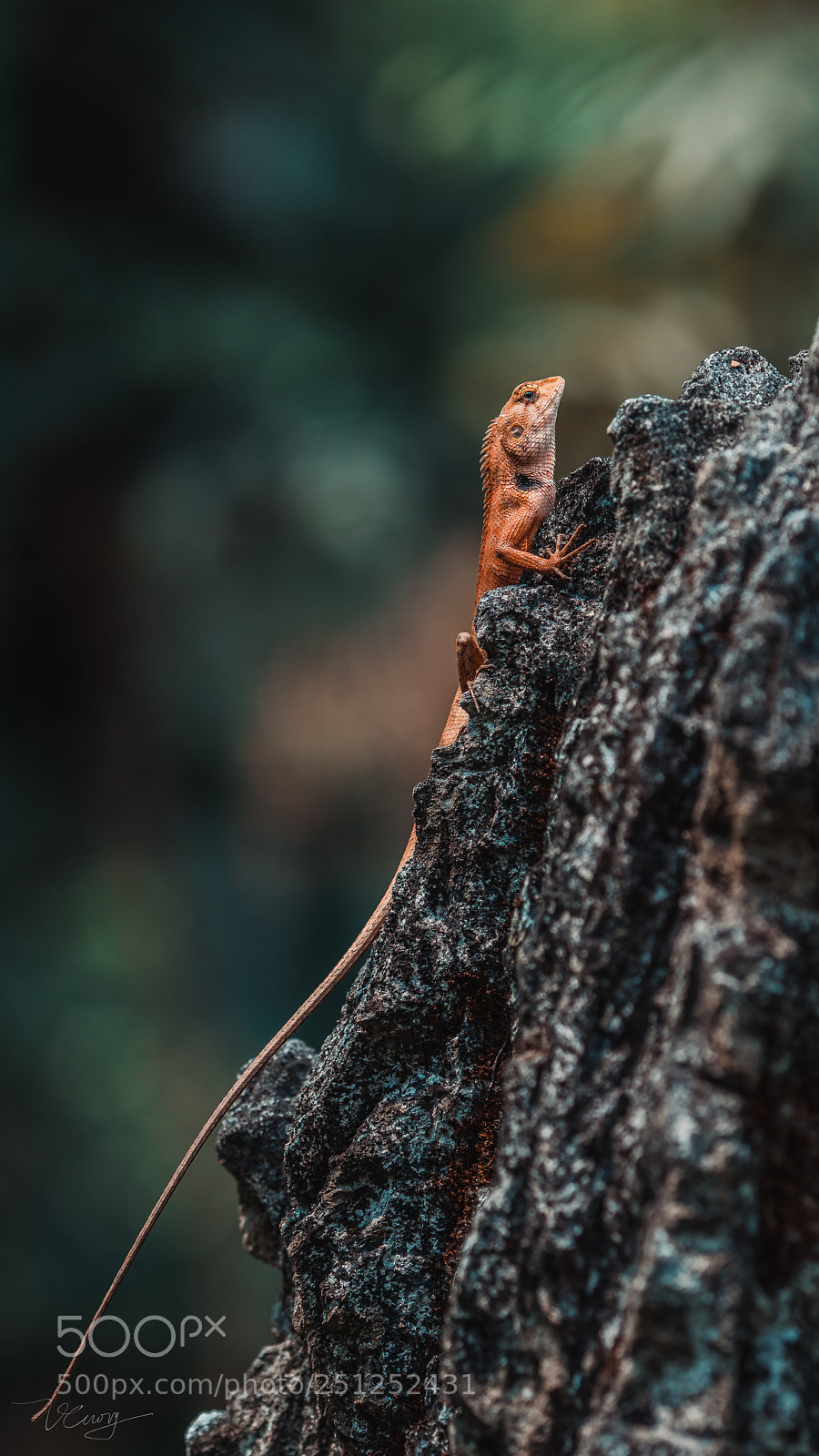 Sony a7R III sample photo. Dsc photography