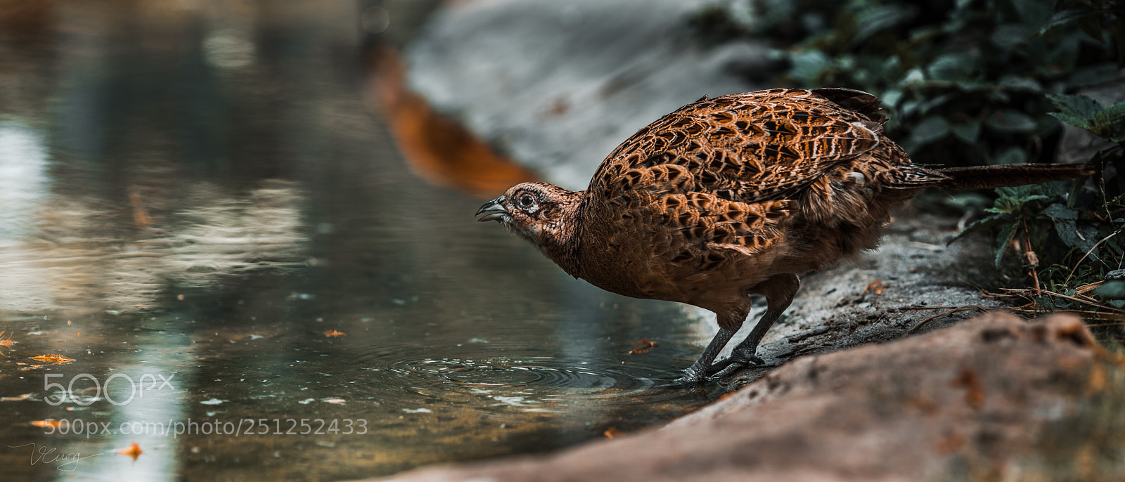 Sony a7R III sample photo. Dsc photography