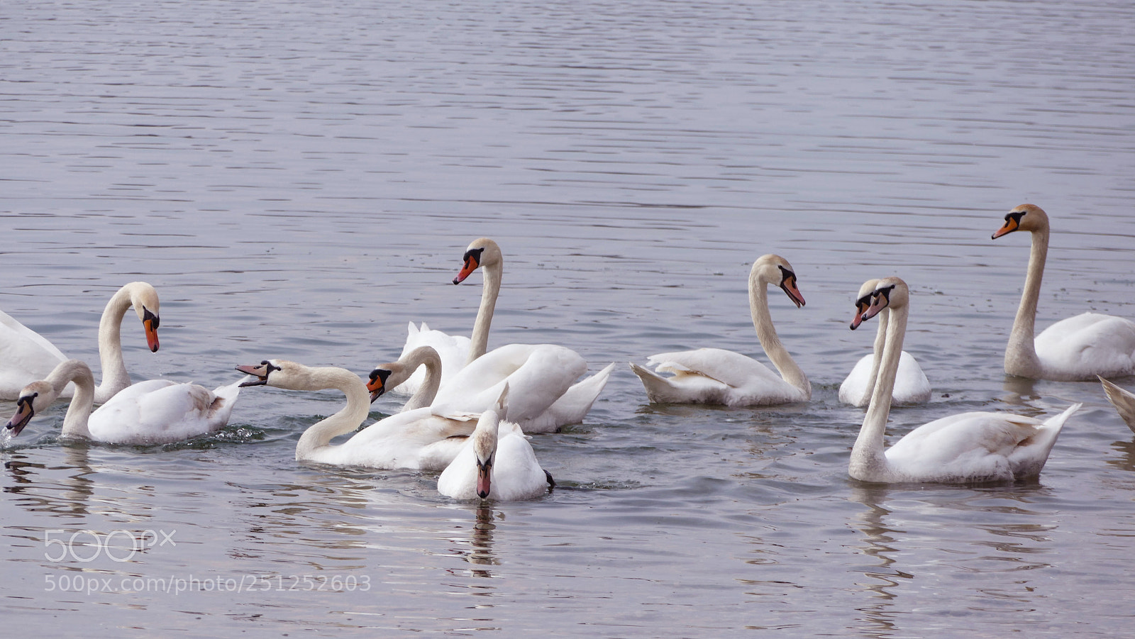 Panasonic Lumix DMC-FZ1000 sample photo. Life itself by swan photography