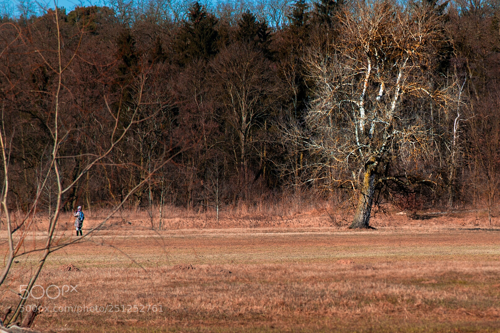 Nikon D610 sample photo. Oak photography