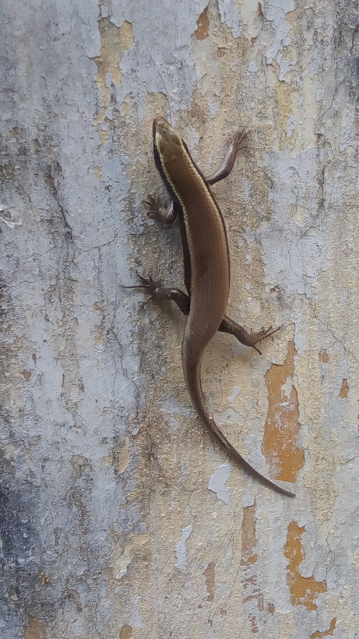 Lenovo VIBE X3 LITE sample photo
