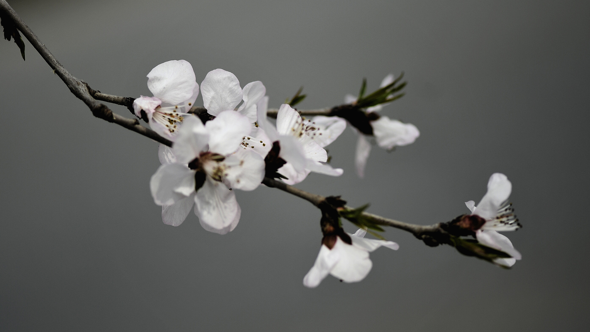 Nikon AF-S Micro-Nikkor 105mm F2.8G IF-ED VR sample photo. Apricot flowers photography
