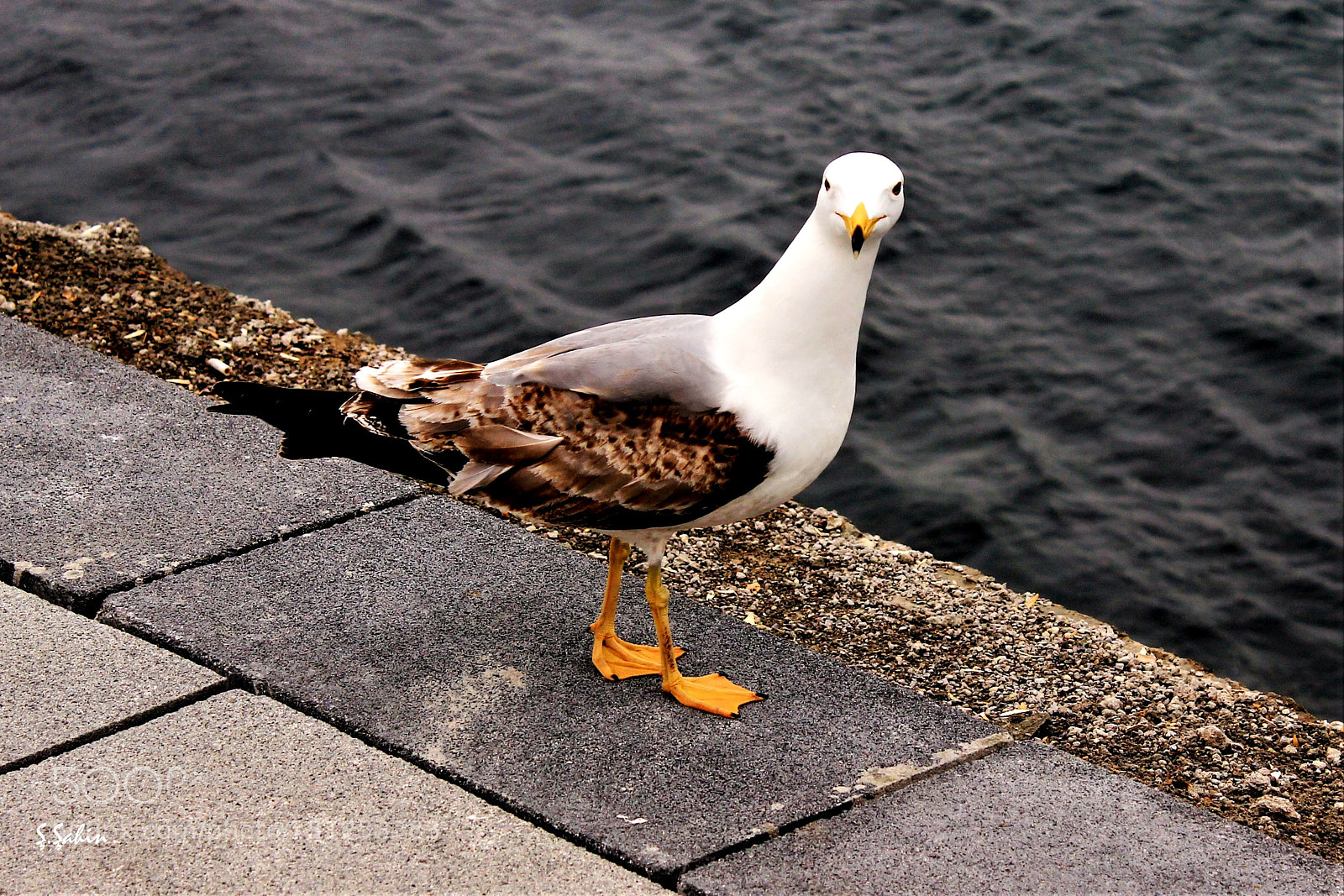 Canon EOS 600D (Rebel EOS T3i / EOS Kiss X5) sample photo. Martı / bird photography