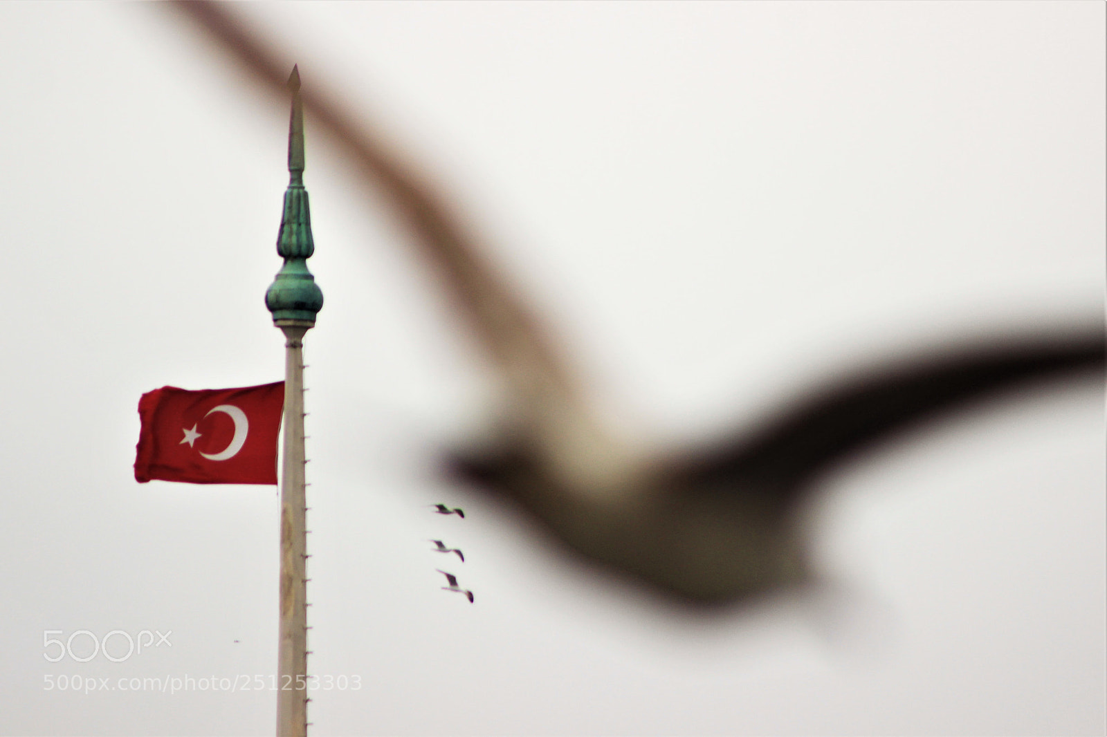 Canon EOS 600D (Rebel EOS T3i / EOS Kiss X5) sample photo. Flag and birds photography