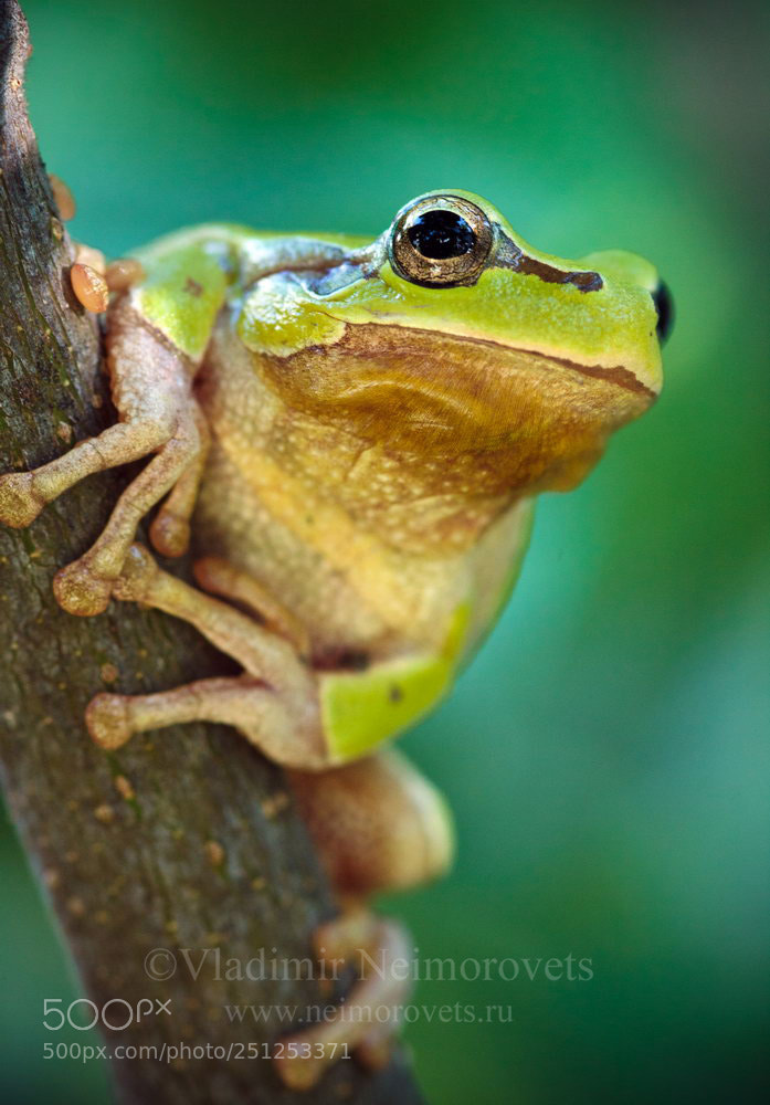 Canon EOS 50D sample photo. Hyla arborea schelkownikowi img photography