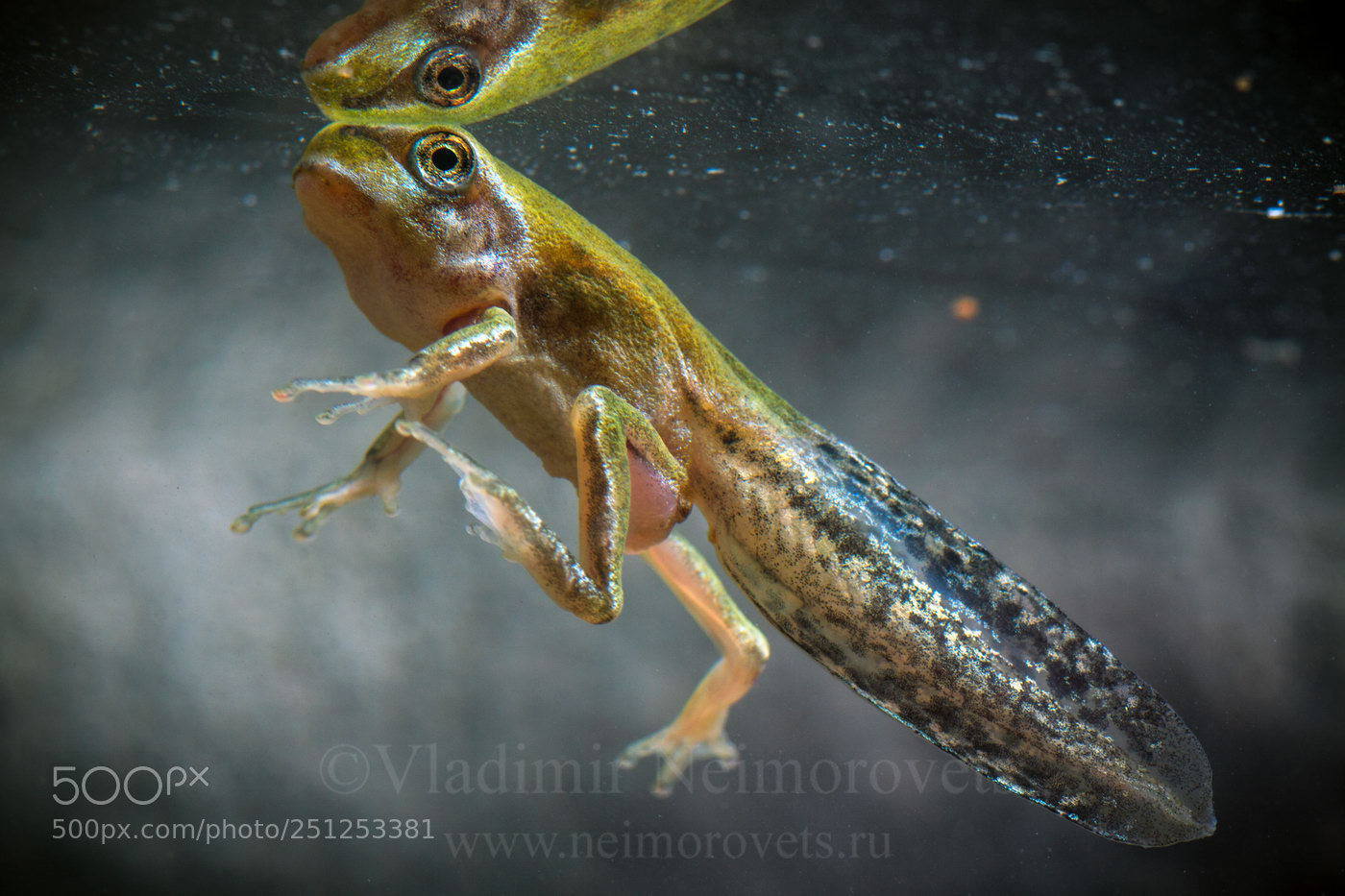 Canon EOS 50D sample photo. Hyla arborea schelkownikowi img photography