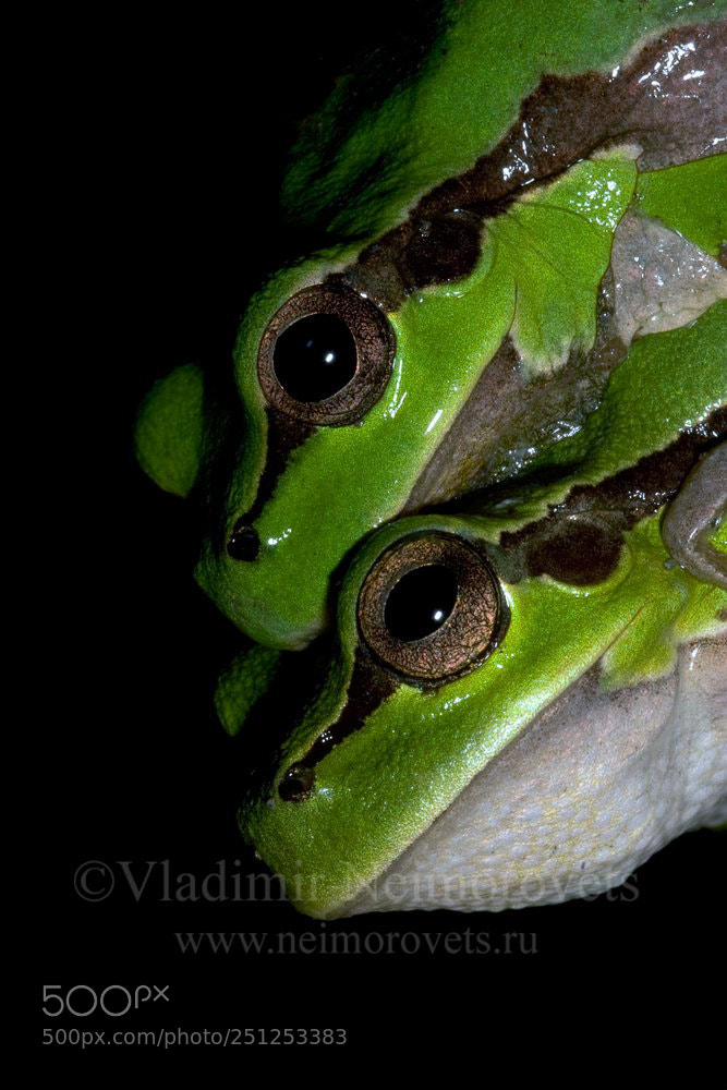 Canon EOS 20D sample photo. Hyla arborea schelkownikowi mg photography