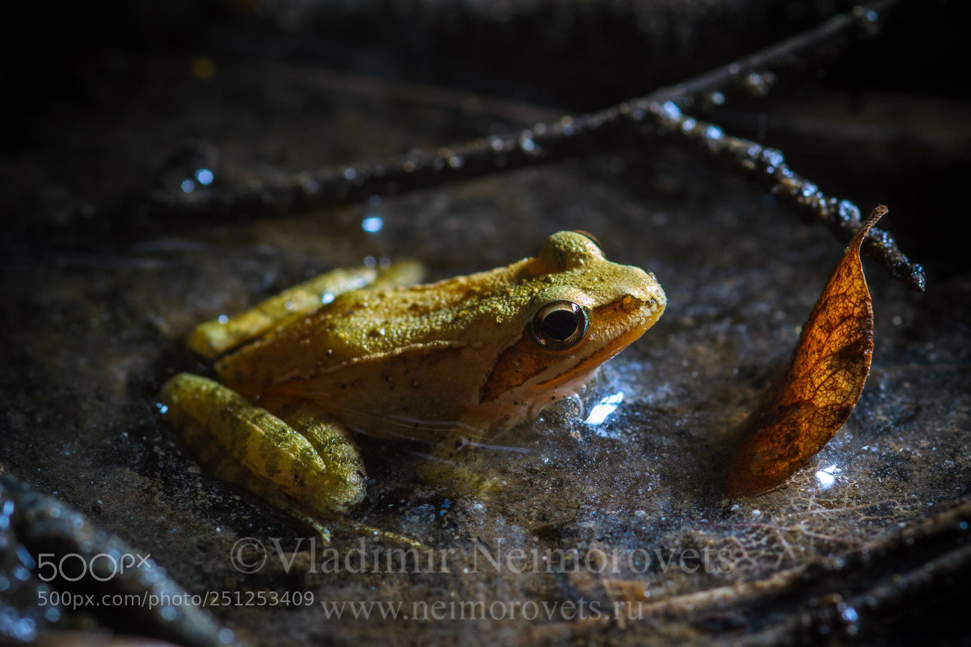 Canon EOS 50D sample photo. Rana macrocnemis img photography