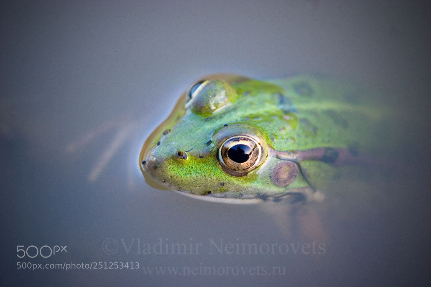 Canon EOS 20D sample photo. The marsh frog pelophylax photography