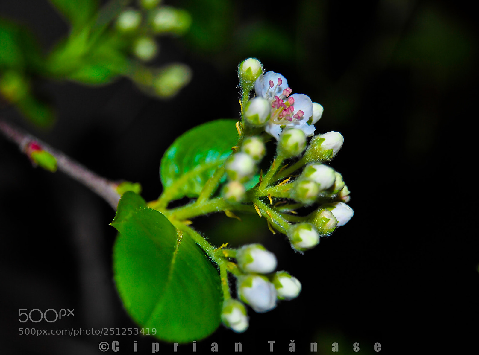 Nikon D3000 sample photo. 1-st photography