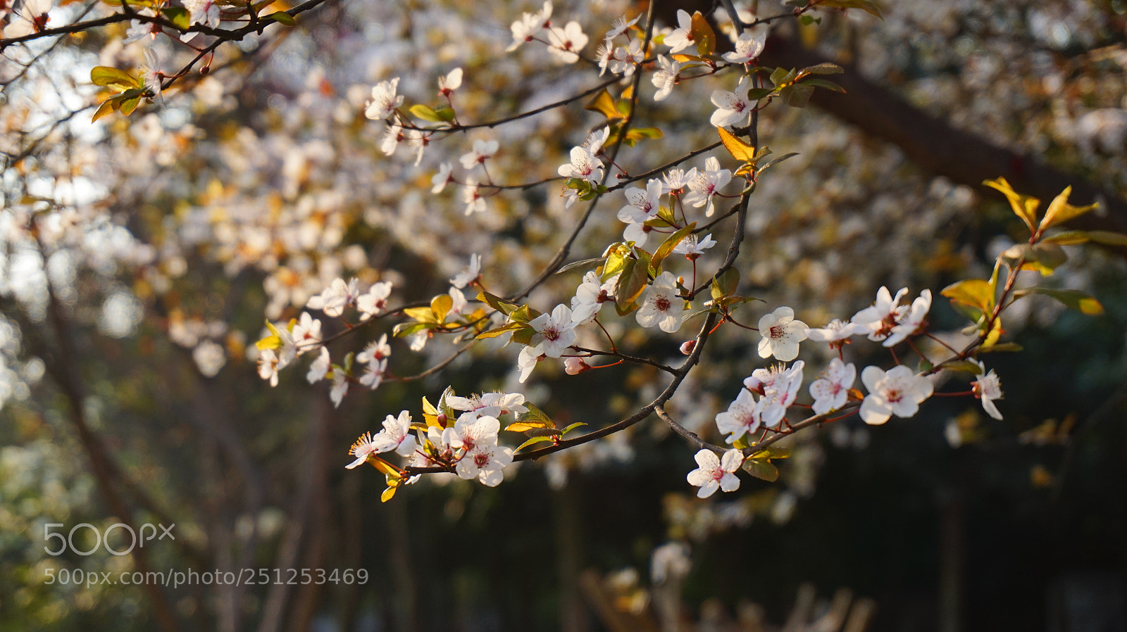Sony Alpha a5000 (ILCE 5000) sample photo. Dsc photography
