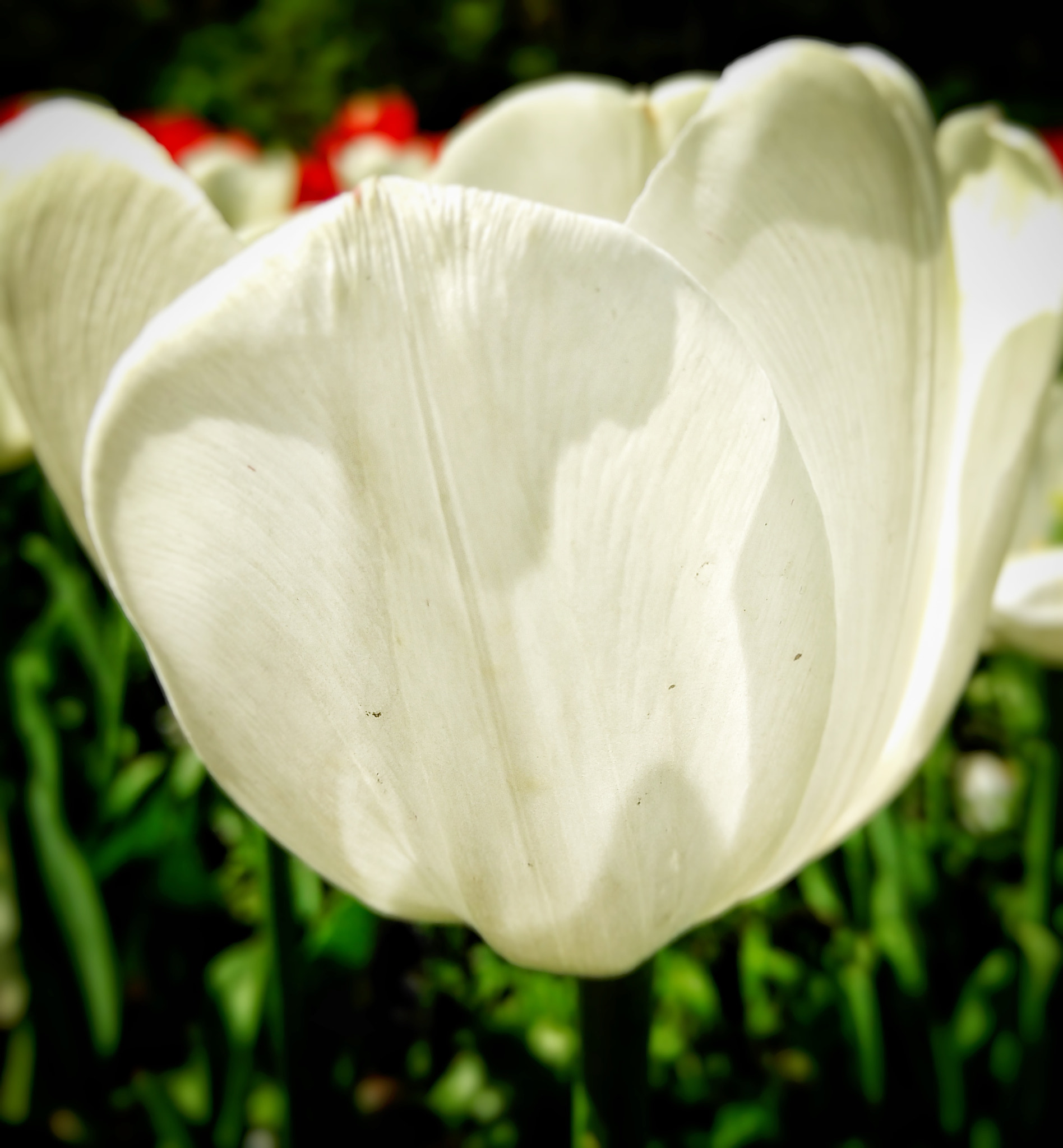 HUAWEI nova sample photo. Tulip photography