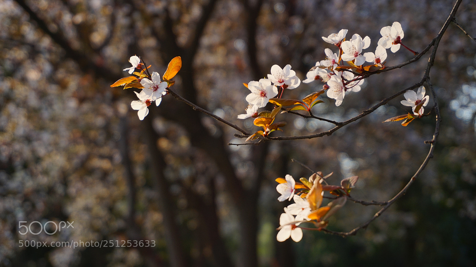 Sony Alpha a5000 (ILCE 5000) sample photo. Dsc photography