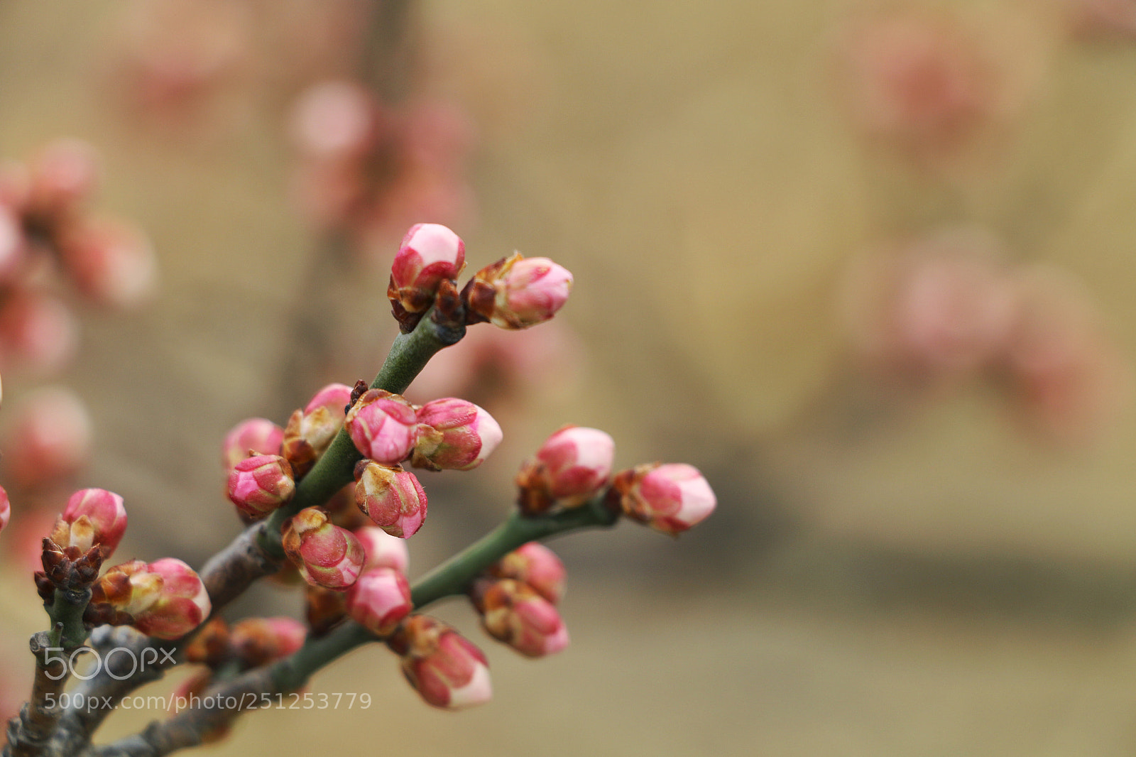 Canon EOS 70D sample photo. Spring photography