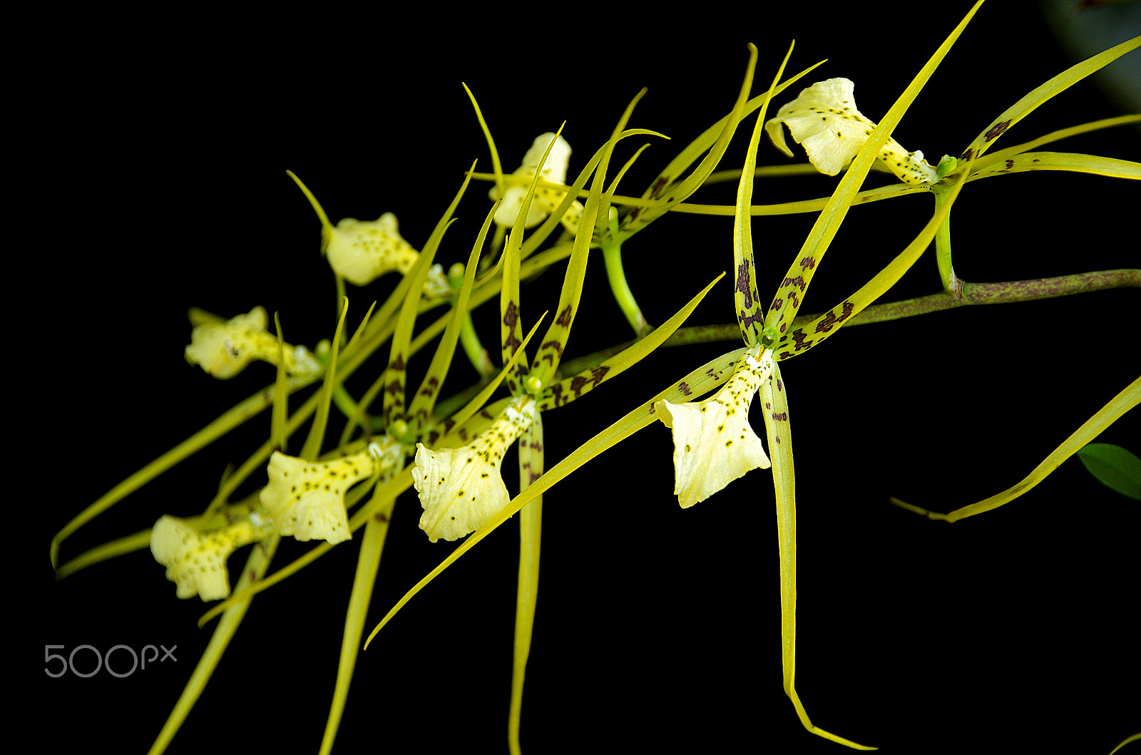 Pentax K-5 IIs sample photo. Brassia - spider orchid - lan nhện - vũ nữ nhện xanh photography