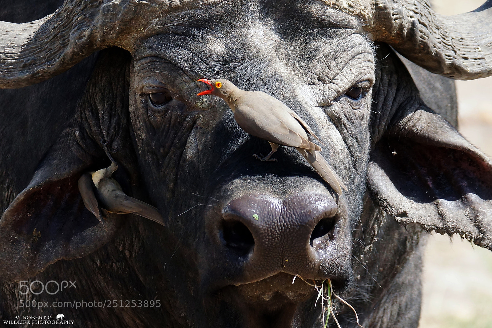 Sony SLT-A77 sample photo. Buffalo and oxpecker photography