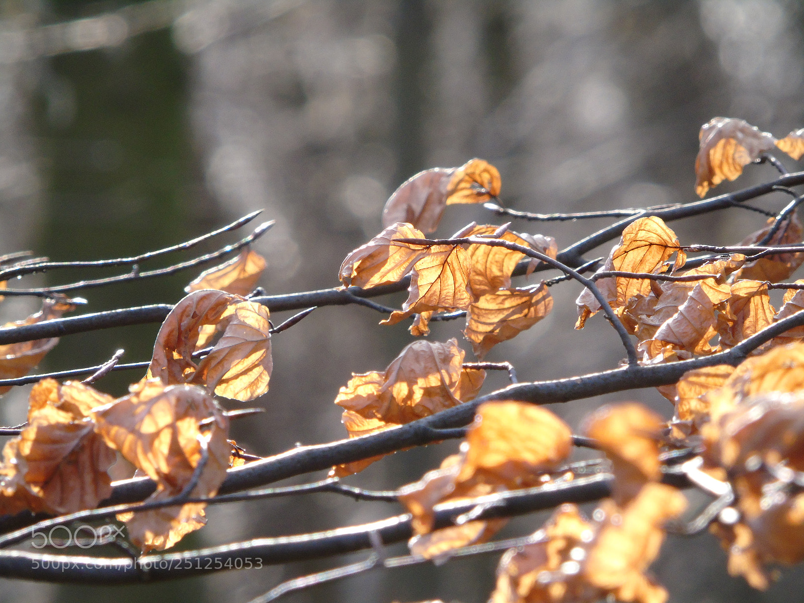 Sony Cyber-shot DSC-H400 sample photo. Beech leaves in the photography