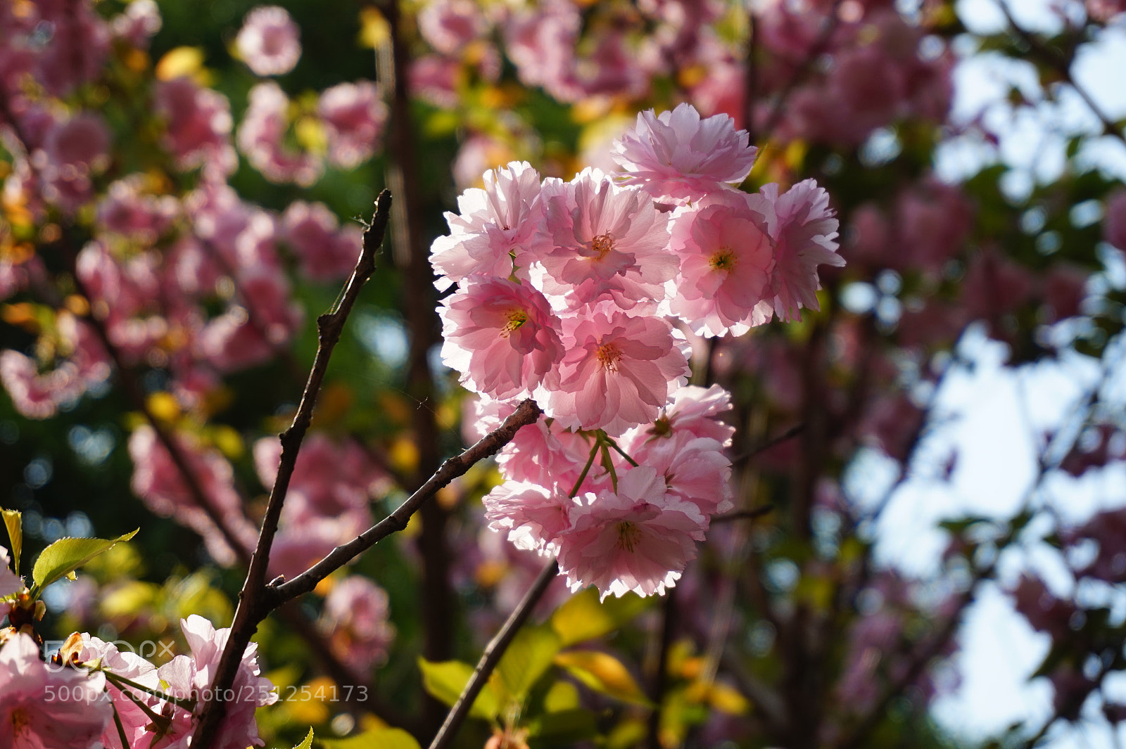 Sony Alpha a5000 (ILCE 5000) sample photo. Dsc photography