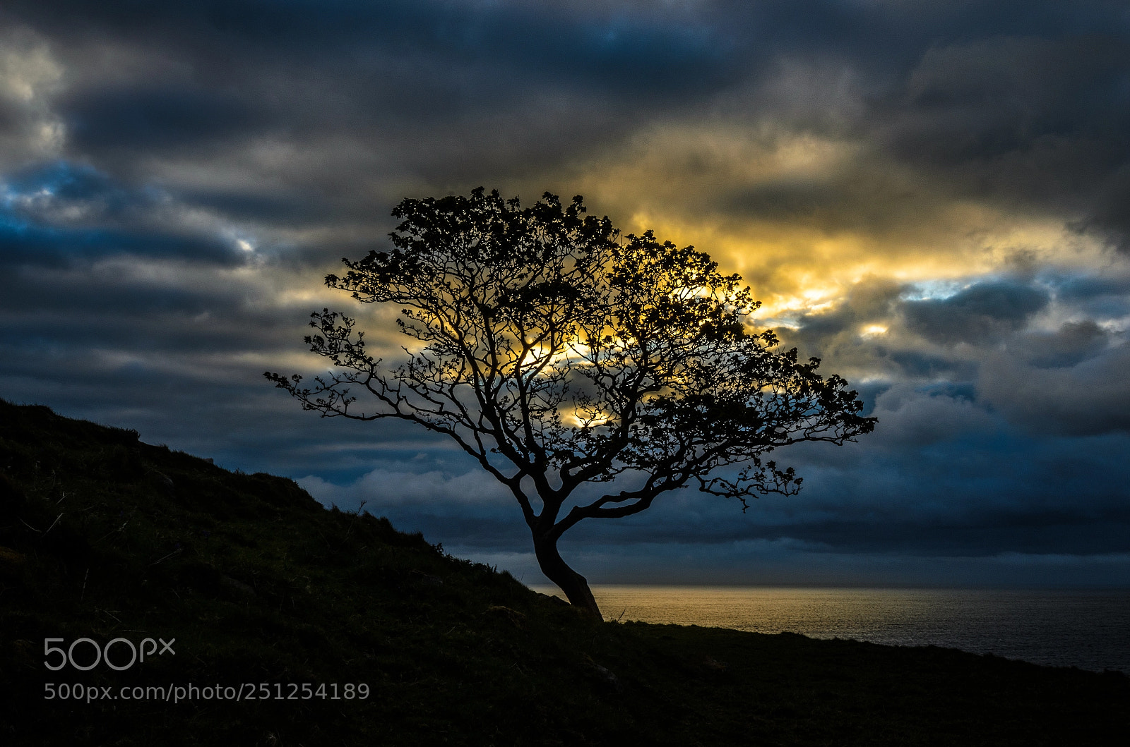 Nikon D5100 sample photo. Morning tree photography