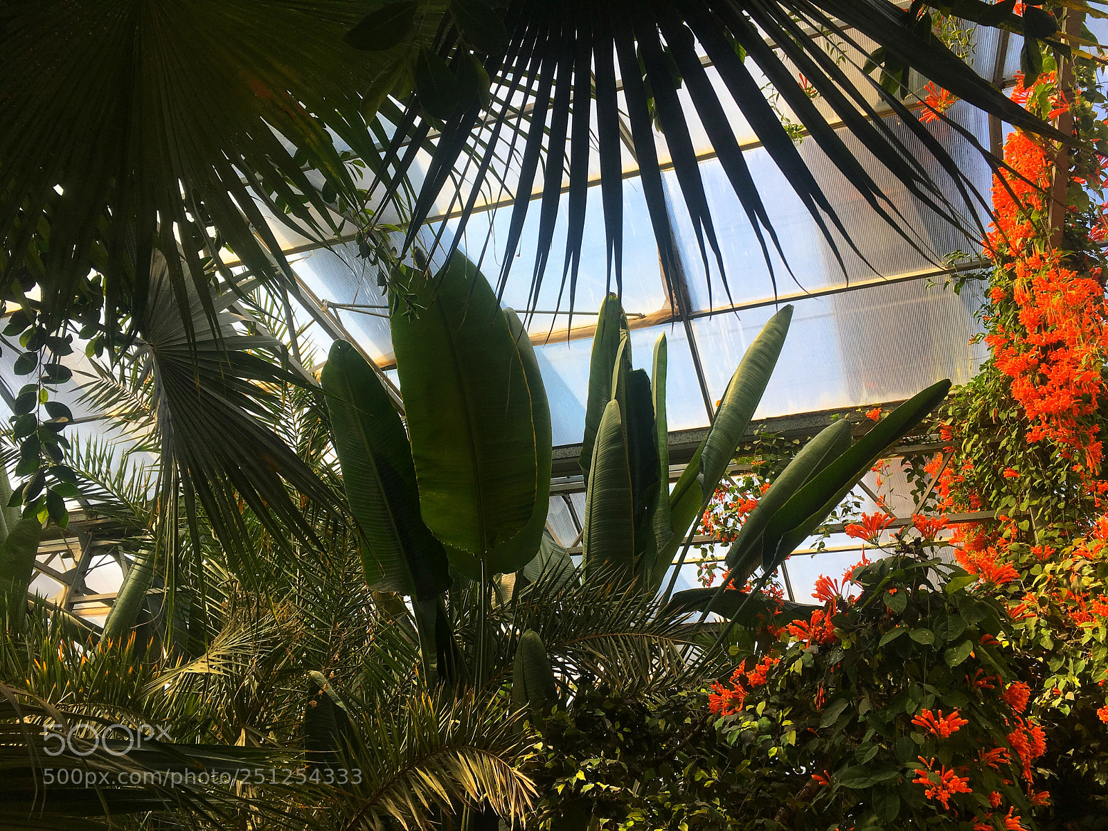 Apple iPhone 6s sample photo. Tropical rainforest plant museum photography