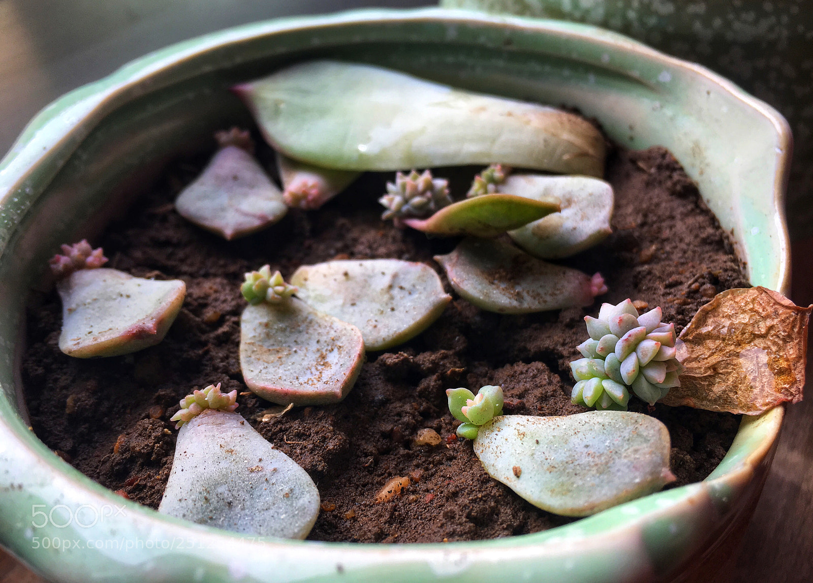 Apple iPhone 6s sample photo. Succulent plants photography