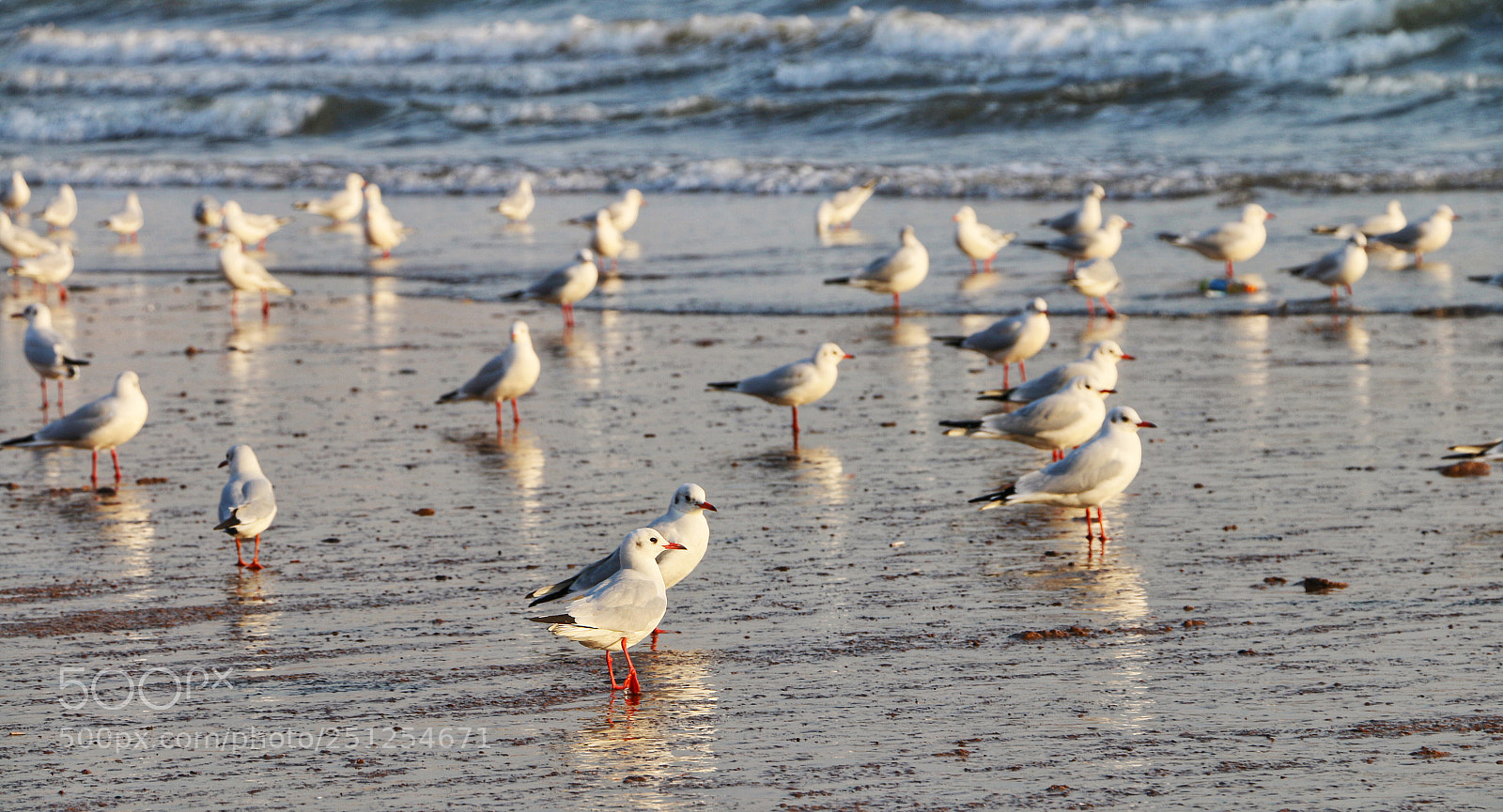 Canon EOS 70D sample photo. Seagull photography