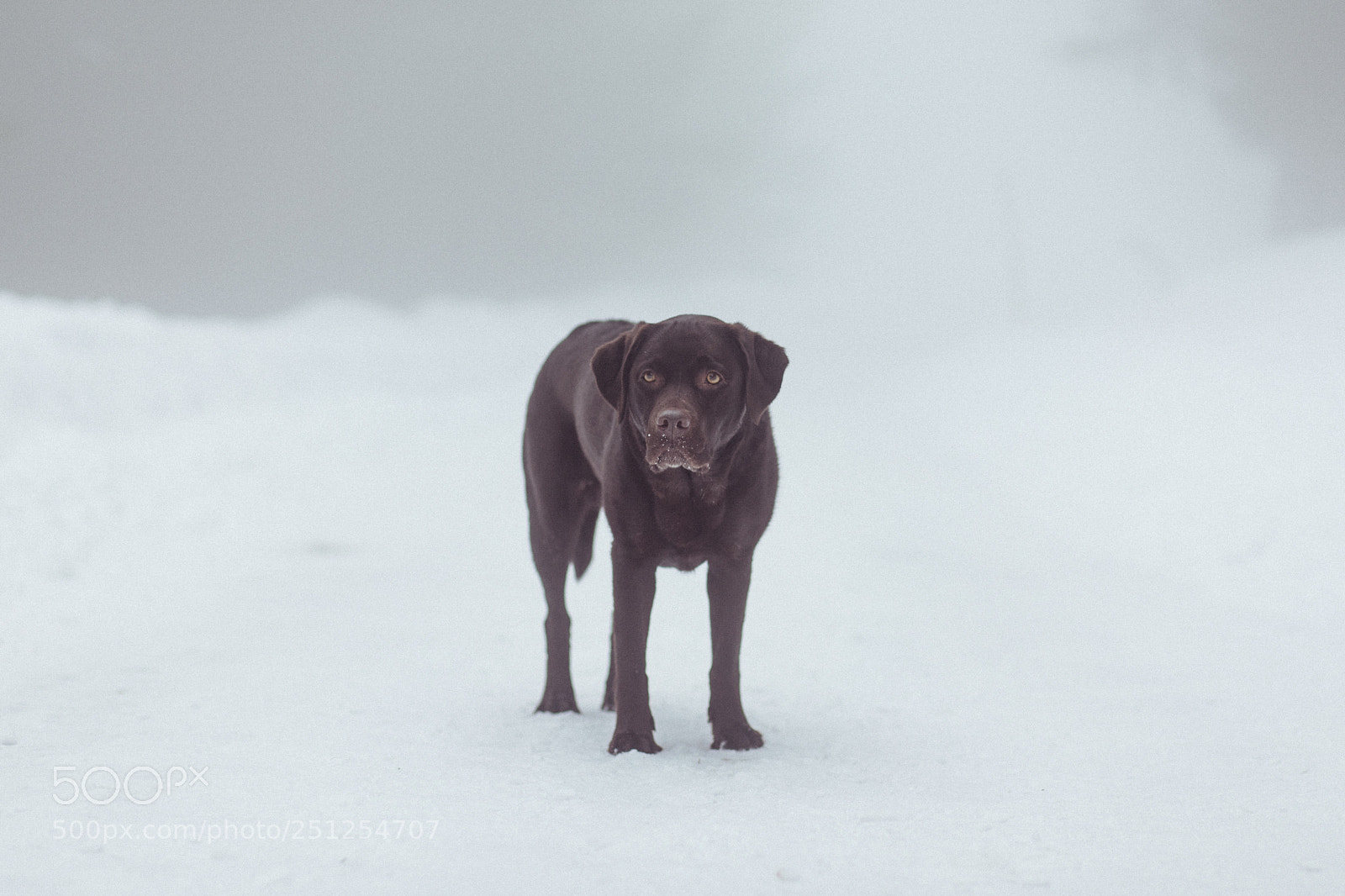 Canon EOS 5D Mark IV sample photo. Foggy day photography