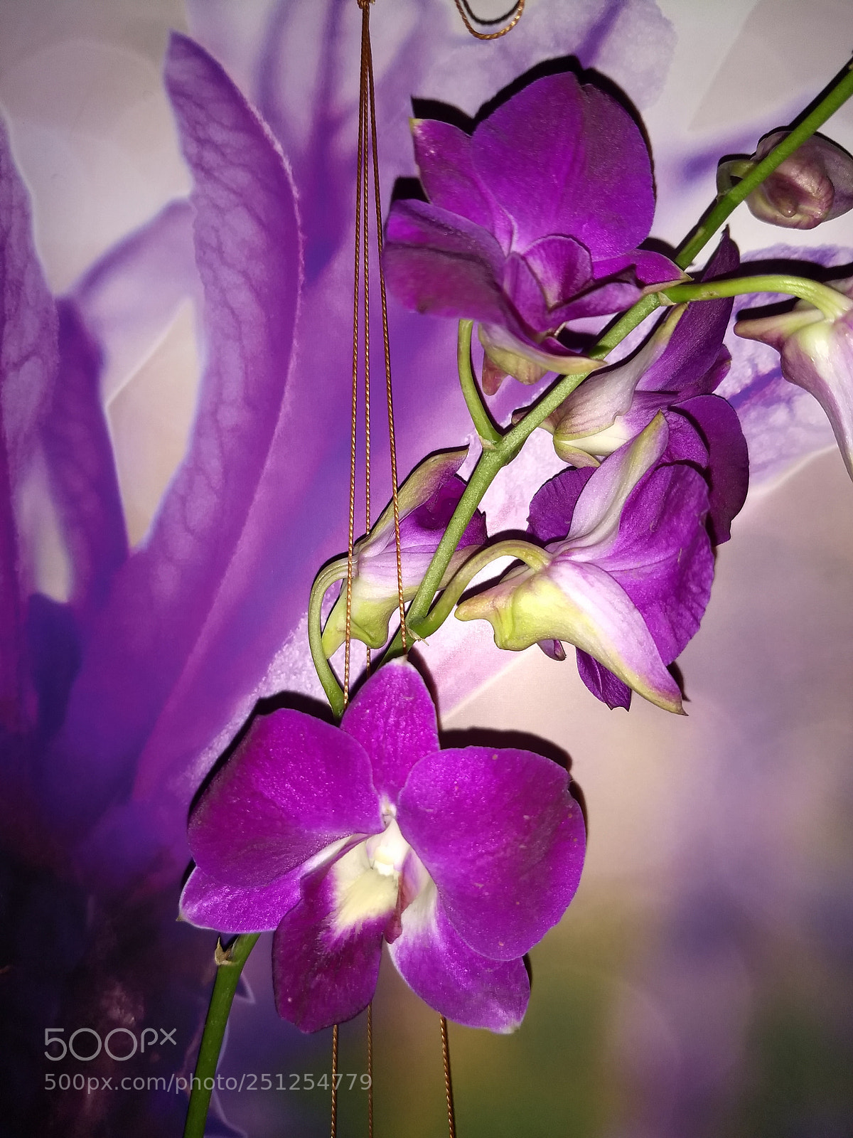 Motorola Moto G (5) Plus sample photo. Orchid photography