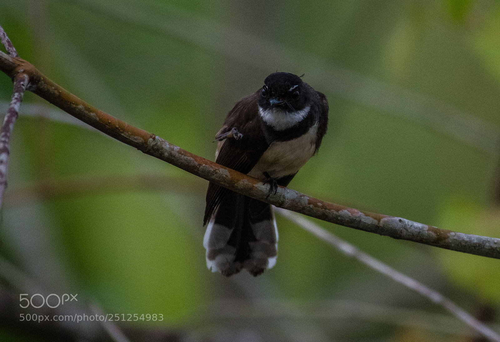 Nikon D5500 sample photo. Angry bird photography