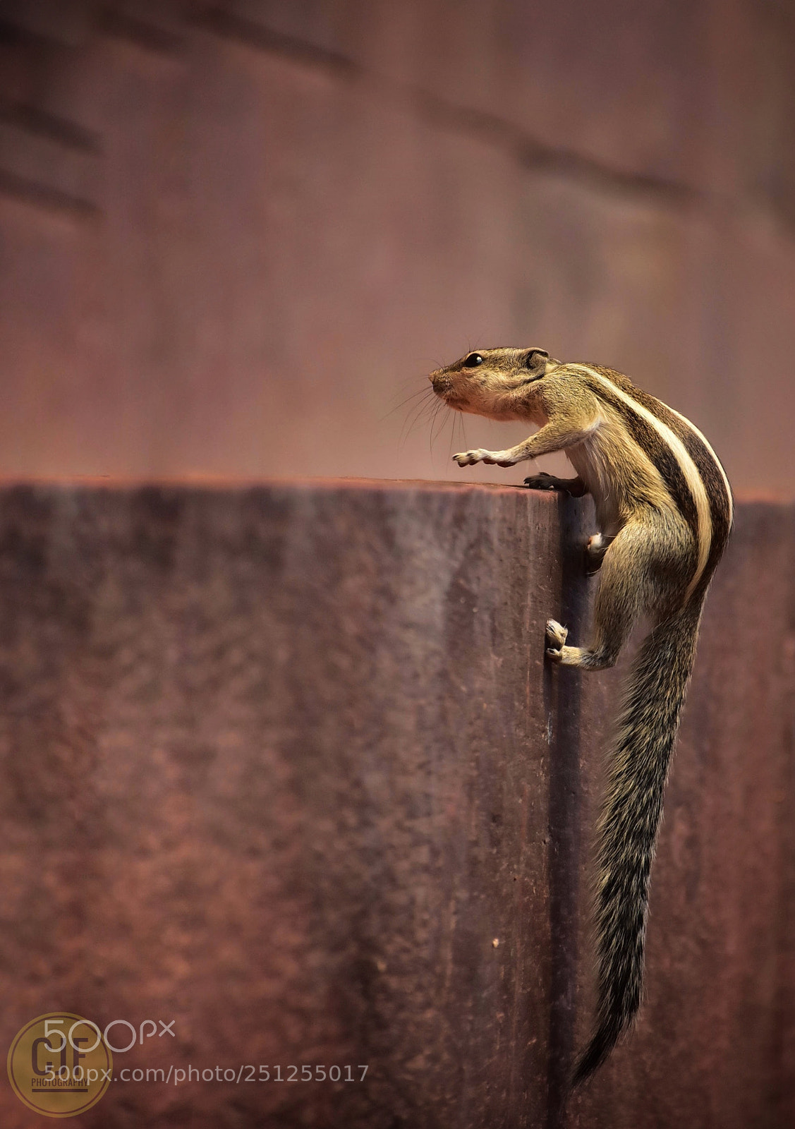 Nikon D7200 sample photo. Wait! i am coming photography