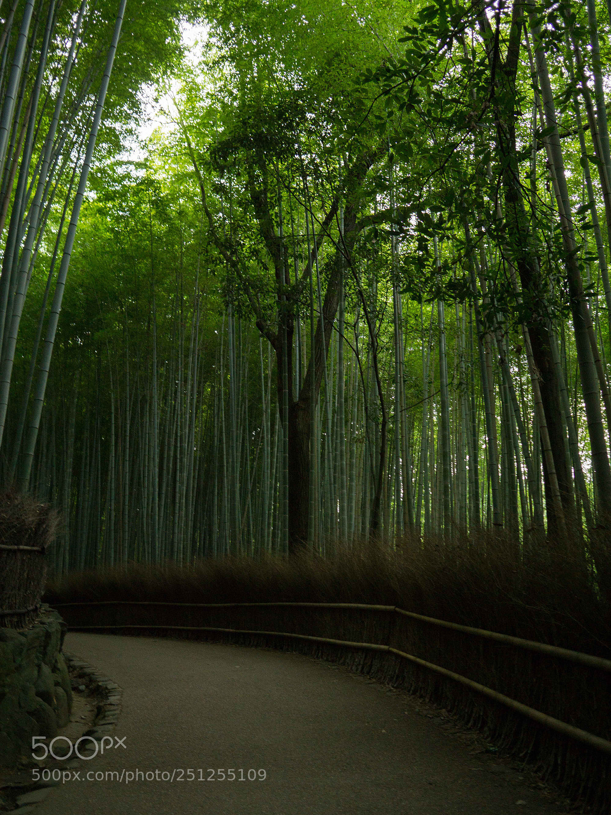 Sony a6000 sample photo. Kyoto photography