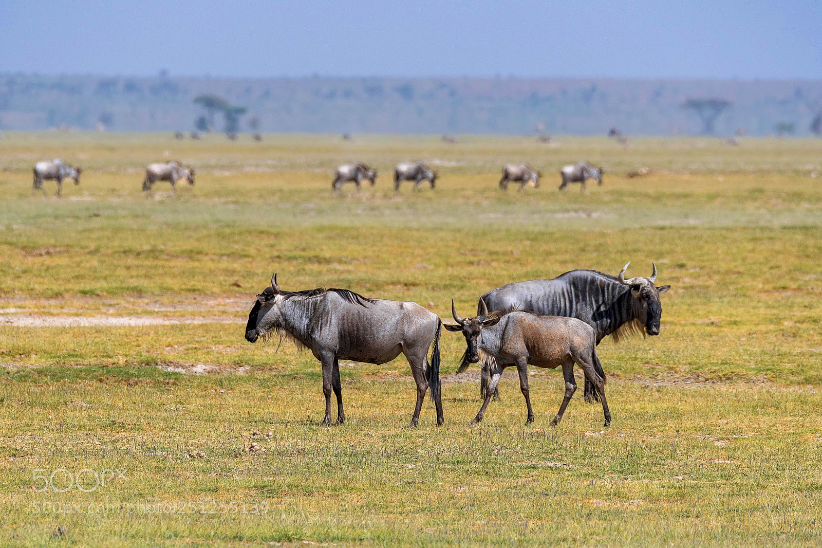 Nikon D500 sample photo. Bue wildebeests photography