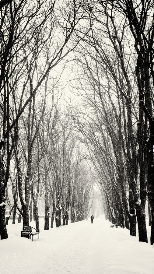 Sigma DP2 sample photo. Majestic walk. photography
