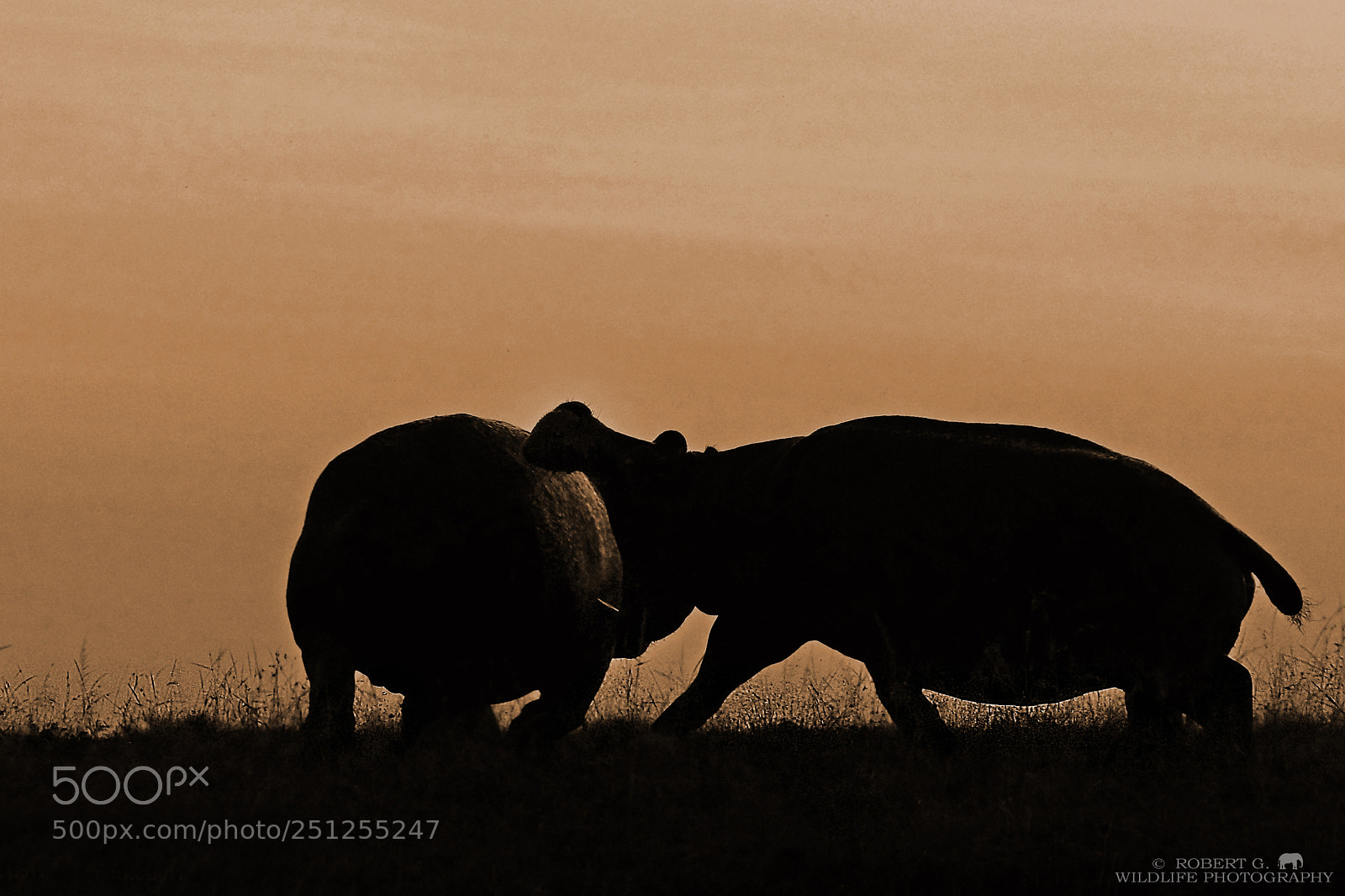 Sony SLT-A77 sample photo. Fighting hippos photography