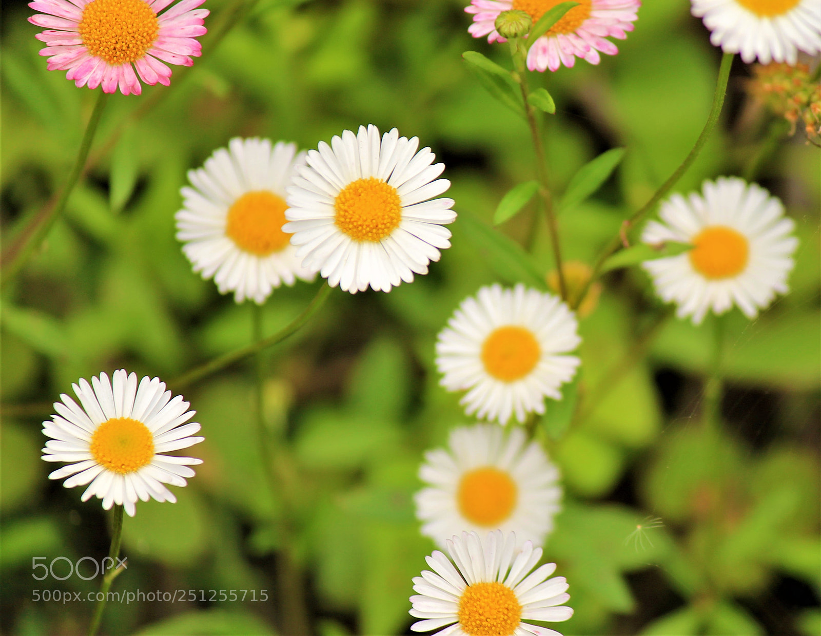 Canon EOS 1100D (EOS Rebel T3 / EOS Kiss X50) sample photo. White and pink flowers photography