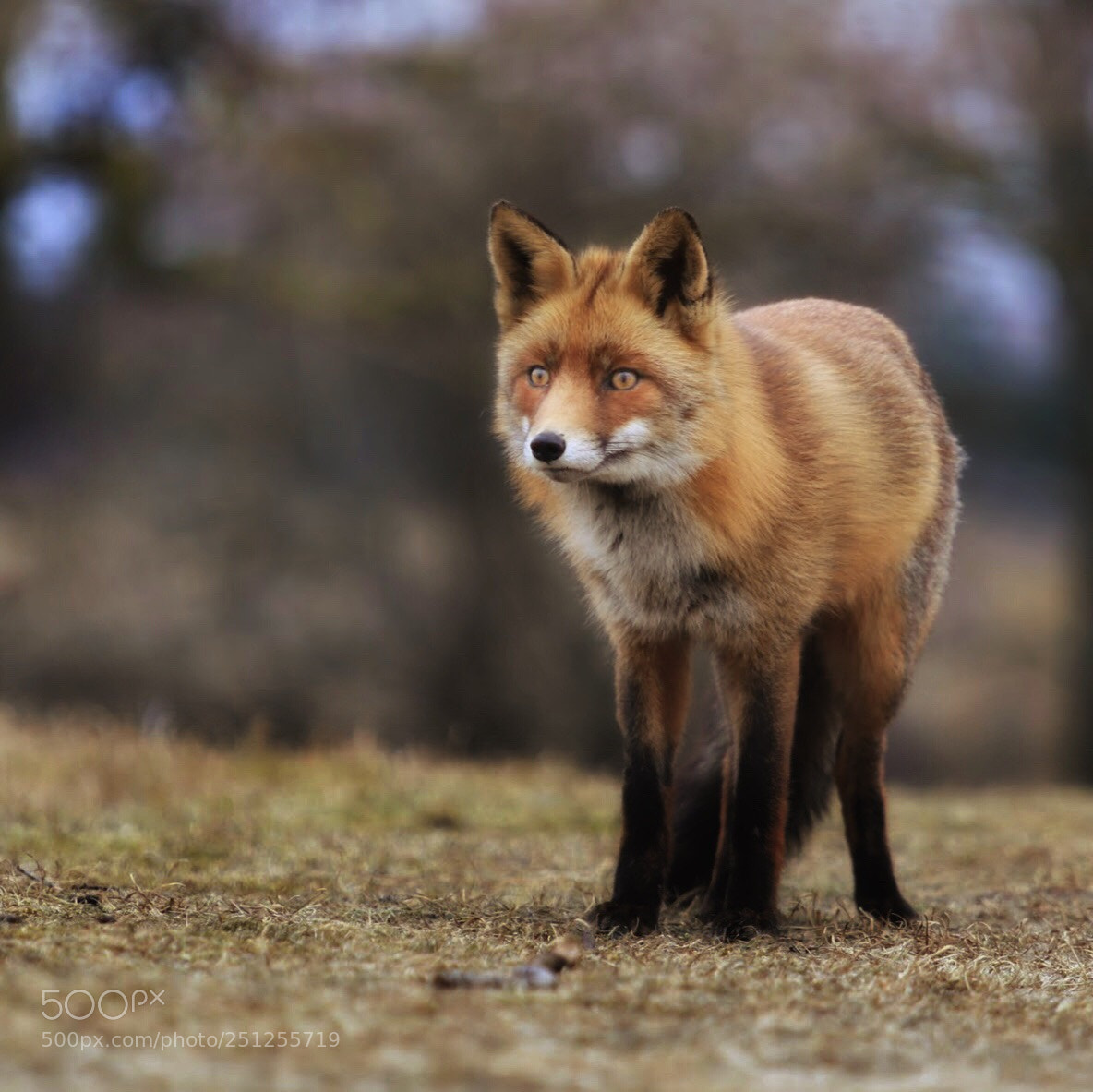 Canon EOS 80D sample photo. Red fox  photography